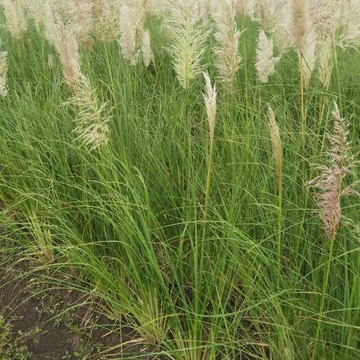 杭州蒲苇  蒲苇苗圃基地 蒲苇批发供应 蒲苇价格 浙江蒲苇