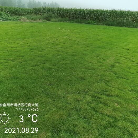 宿州马尼拉草皮 精品马尼拉草坪
