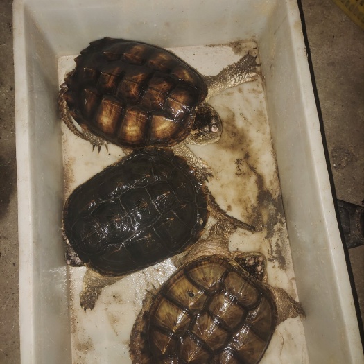 高州市鳄龟 种龟批发鳄鱼龟
