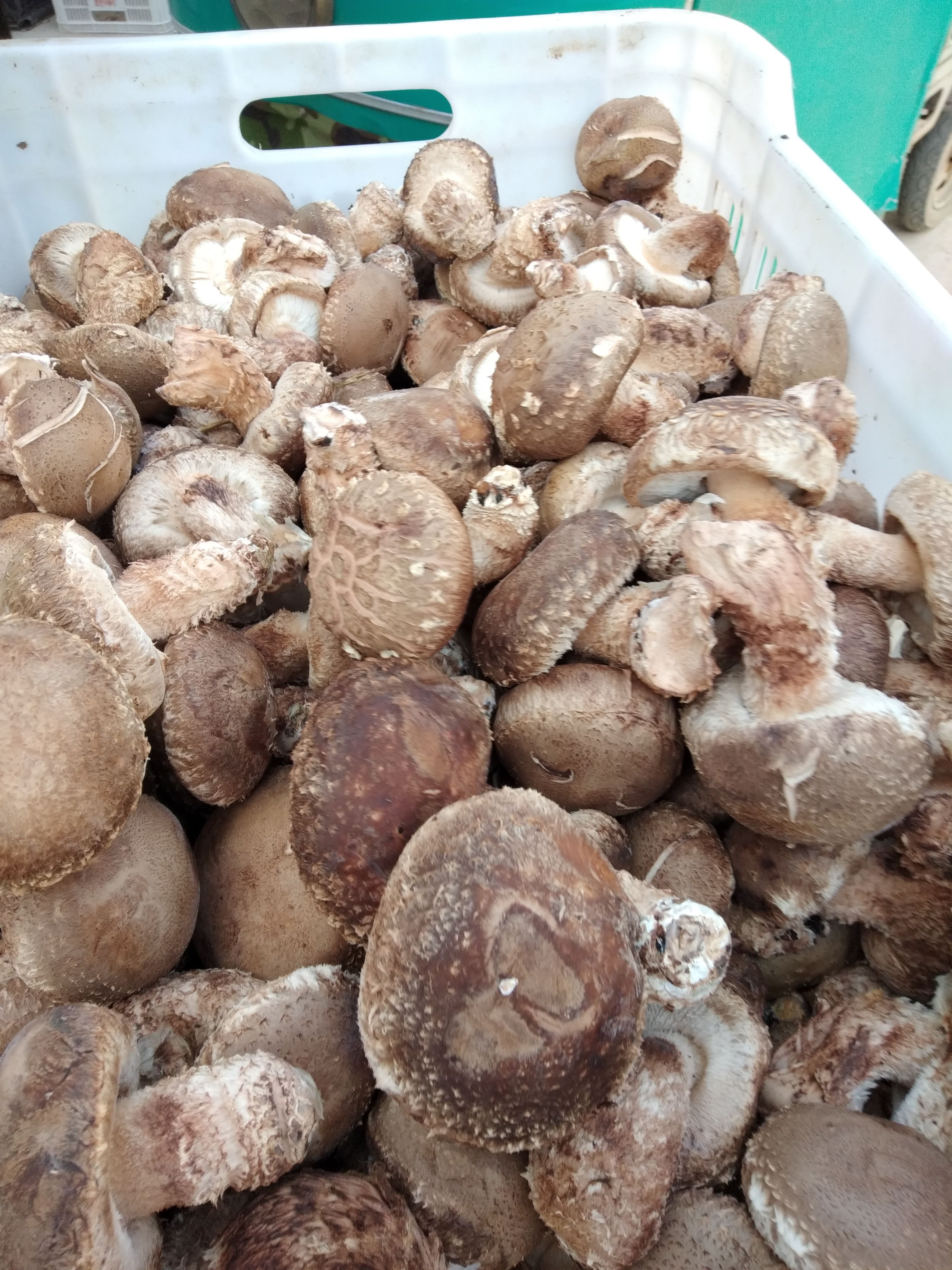 菌类基质 鲜香菇，优品，大棚自产