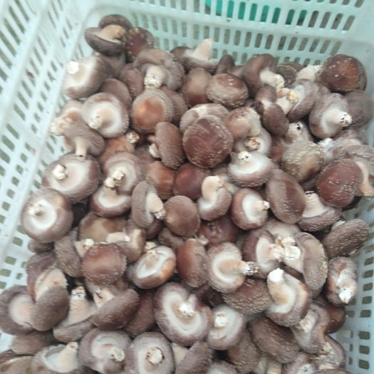 单县菌类基质 鲜香菇，优品，大棚自产