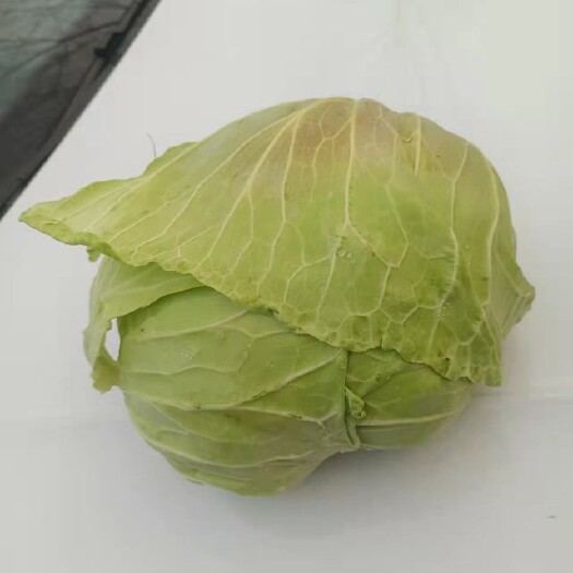 京山市奥奇娜甘蓝 精品甘蓝圆包 种植基地大量现货品质保证  产地直