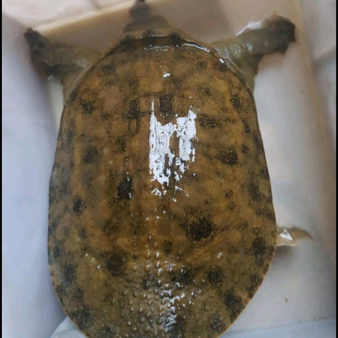 清溪花鳖黑花甲鱼黄花甲鱼纯外塘半ye135斤均
