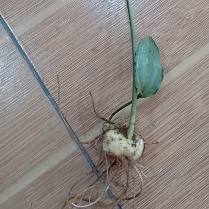 成都 黄精种苗