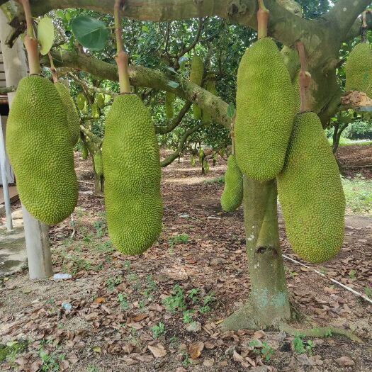 陵水县海南菠萝蜜，25斤以上，一级果，肉质甜美丰满80%出果率