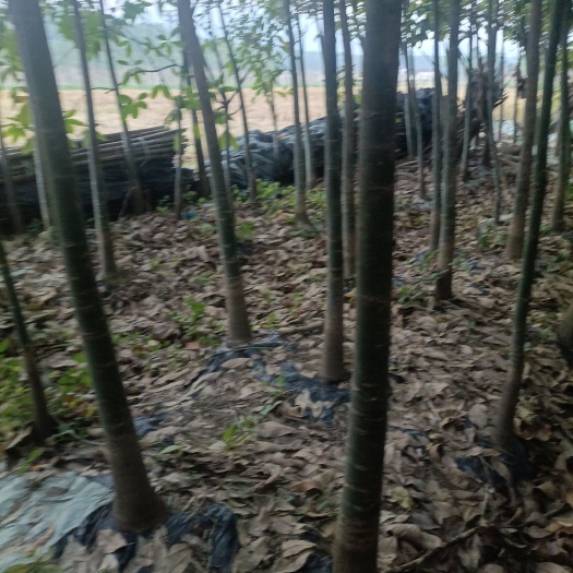鹤山市独杆发财树 1~1.5米 成品树 4~6公分 4~6公分 1~2米 裸根发货 A-精品 