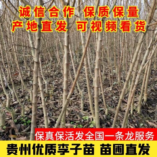 镇宁县蜂糖李树苗 蜂糖李苗 原产地蜂糖李苗 贵州蜂糖李苗