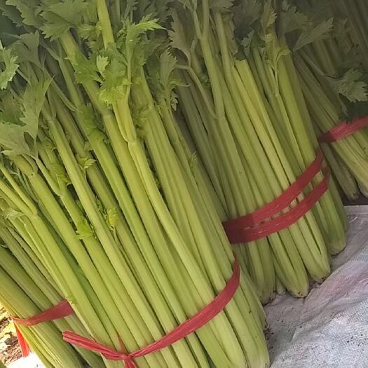 固安县西芹   精品芹菜
