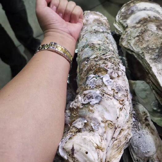 珠海蚝，台山排底蚝，超大手臂蚝，拖鞋蚝，特大蚝，超大湛江蚝，