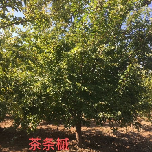 安国市 茶条槭