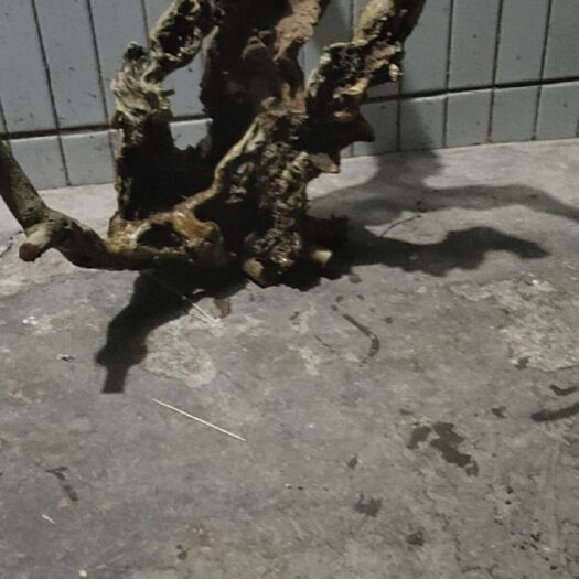 仁寿县 黄荆桩，黄荆碳化假山