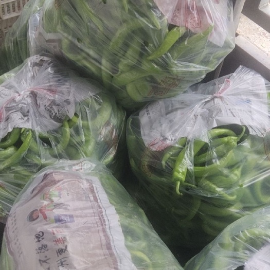 漳州薄皮椒 二级黄皮椒