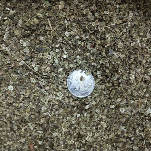 白花前胡种子，纯新改良品种，包芽率