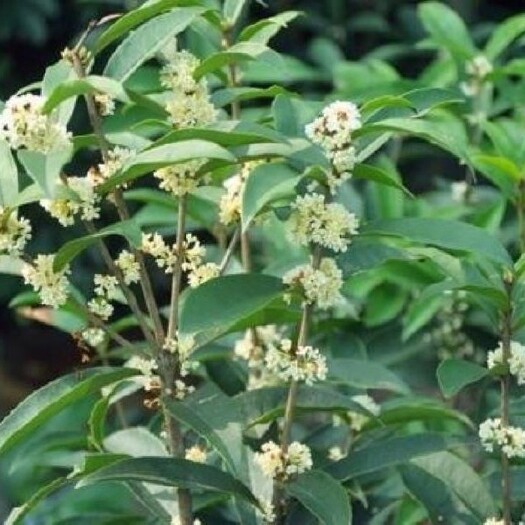 重庆市 四季桂花树苗直径1-4公分    3米高