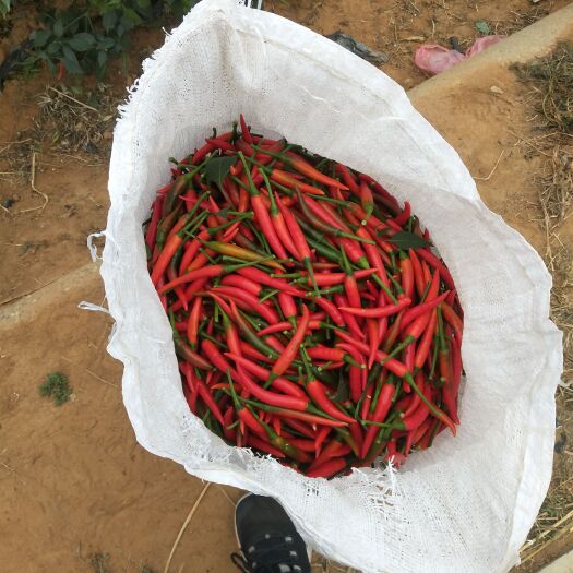 博白县 朝天椒