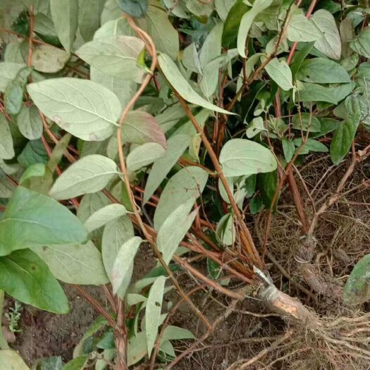 隆回县 湘蕾金银花苗