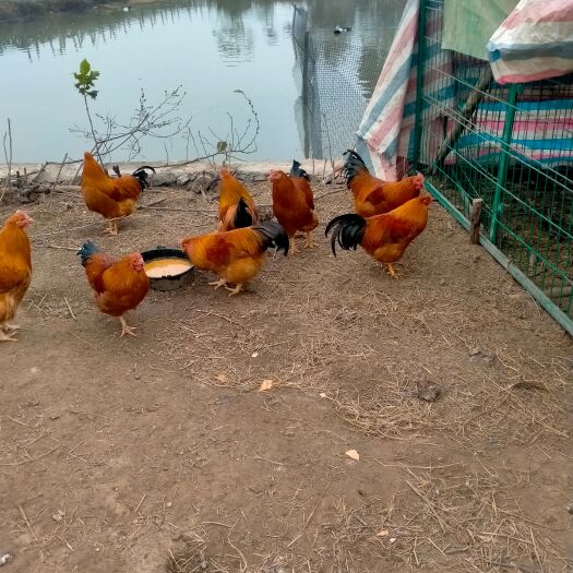 宾阳县阉鸡 鸡