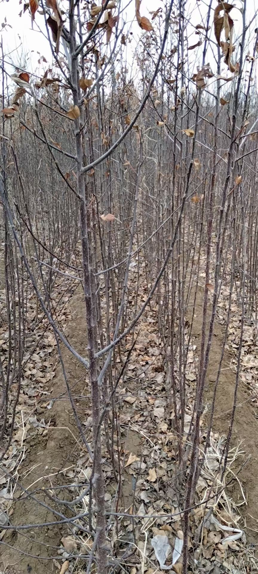 富红苹果苗  烟富系列苹果苗