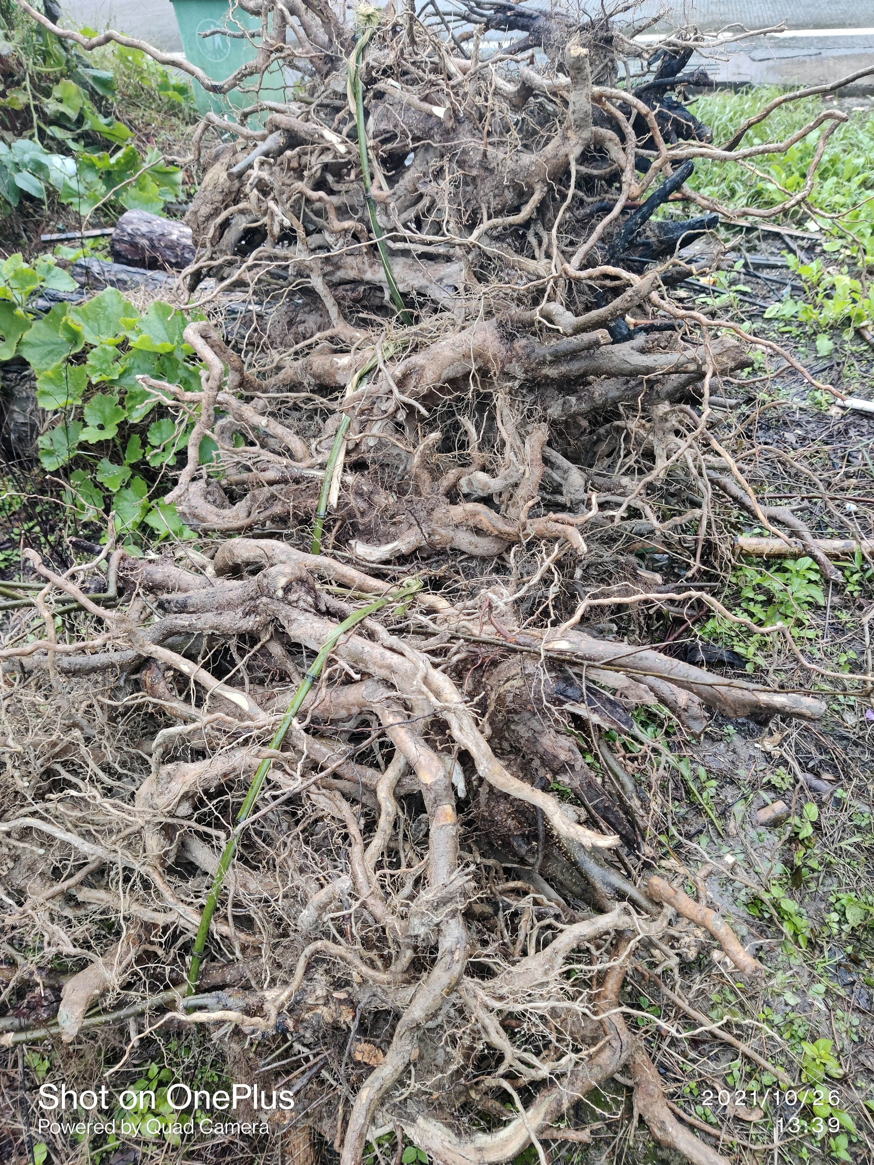  岗梅根鲜货大量现货，有看上的老板速度联系我