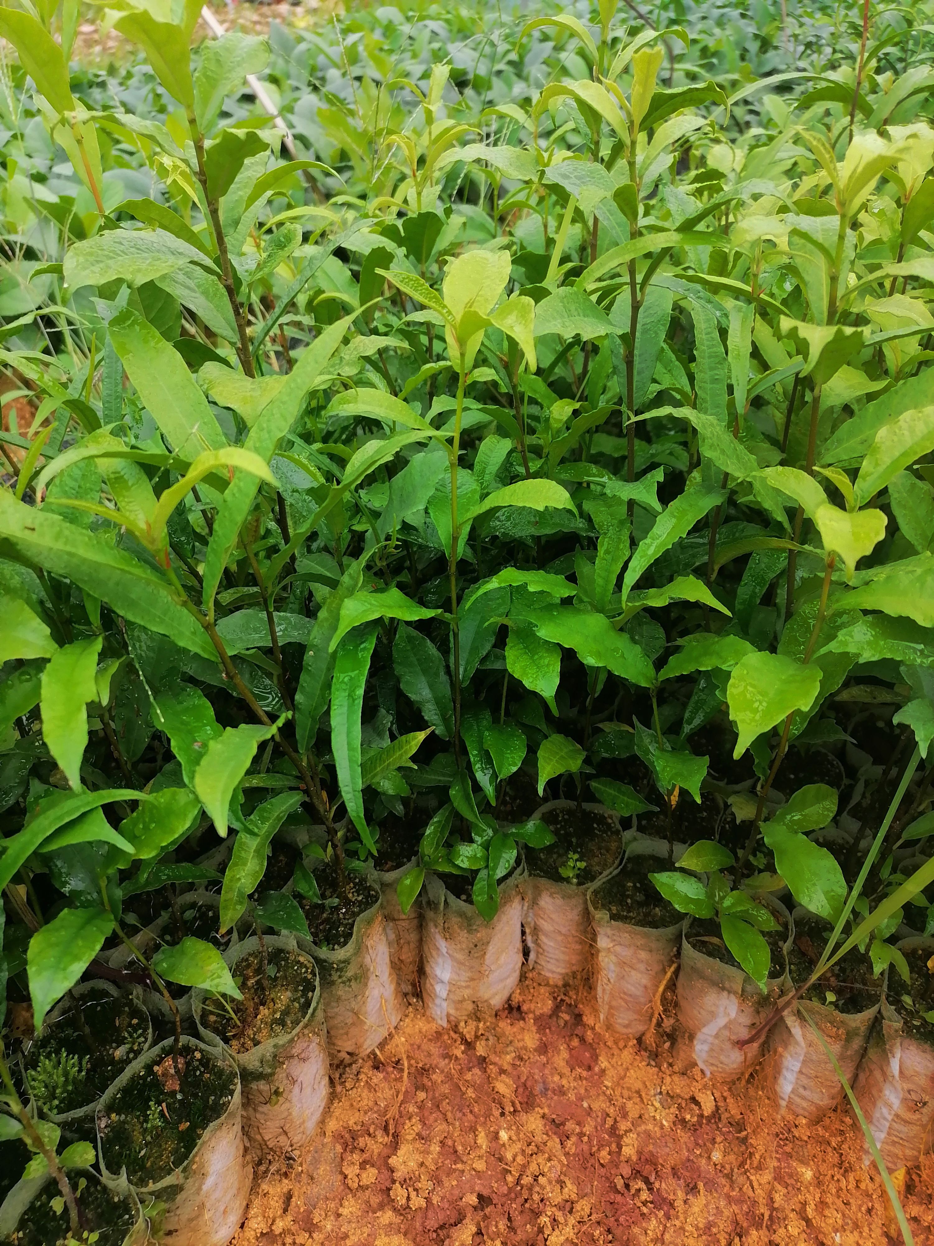 牛奶樹根  白花牛奶根苗白花牛奶根杯苗大量基地直供