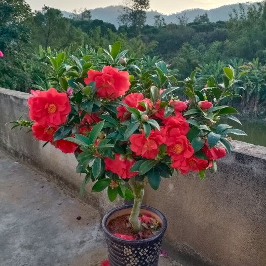 高州市茶花树 暂时未开花