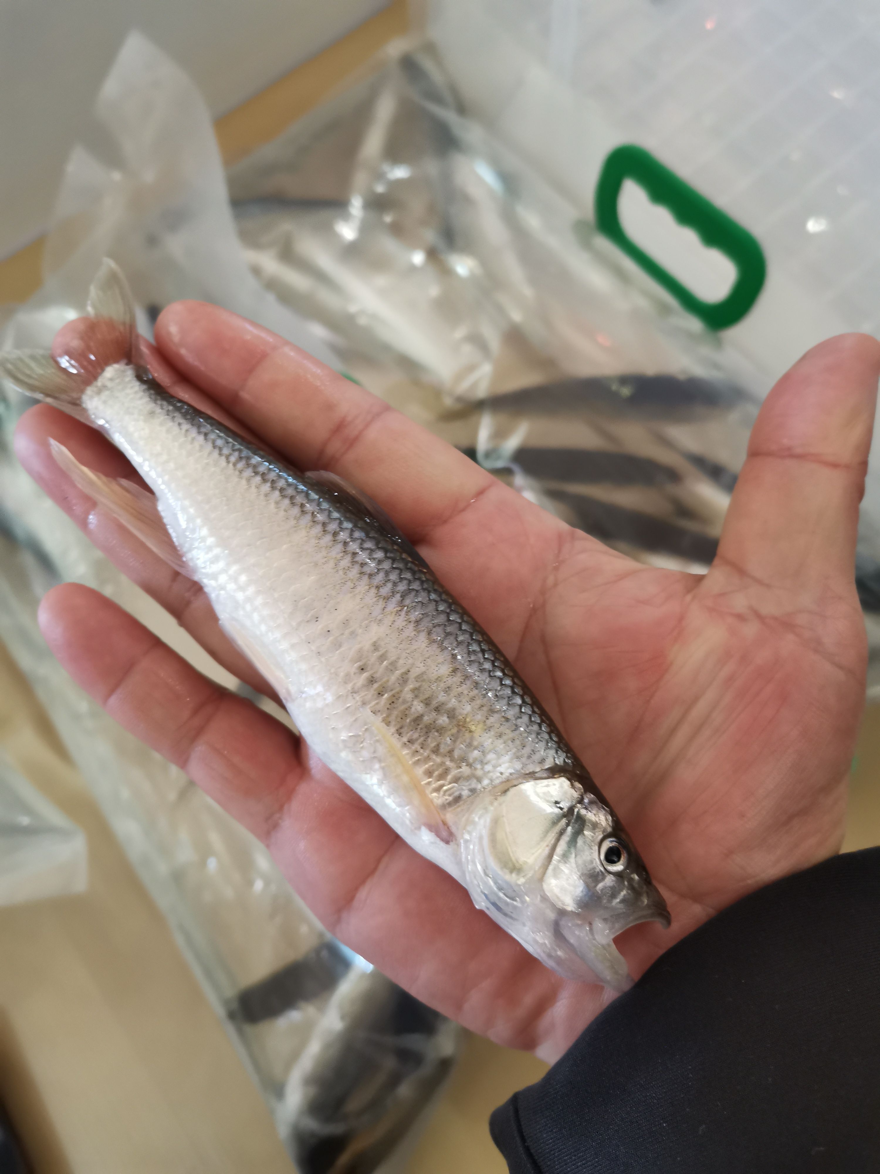 绍兴马口鱼——小型溪流性淡水鱼类，味道鲜美，肉质细腻，无小刺。