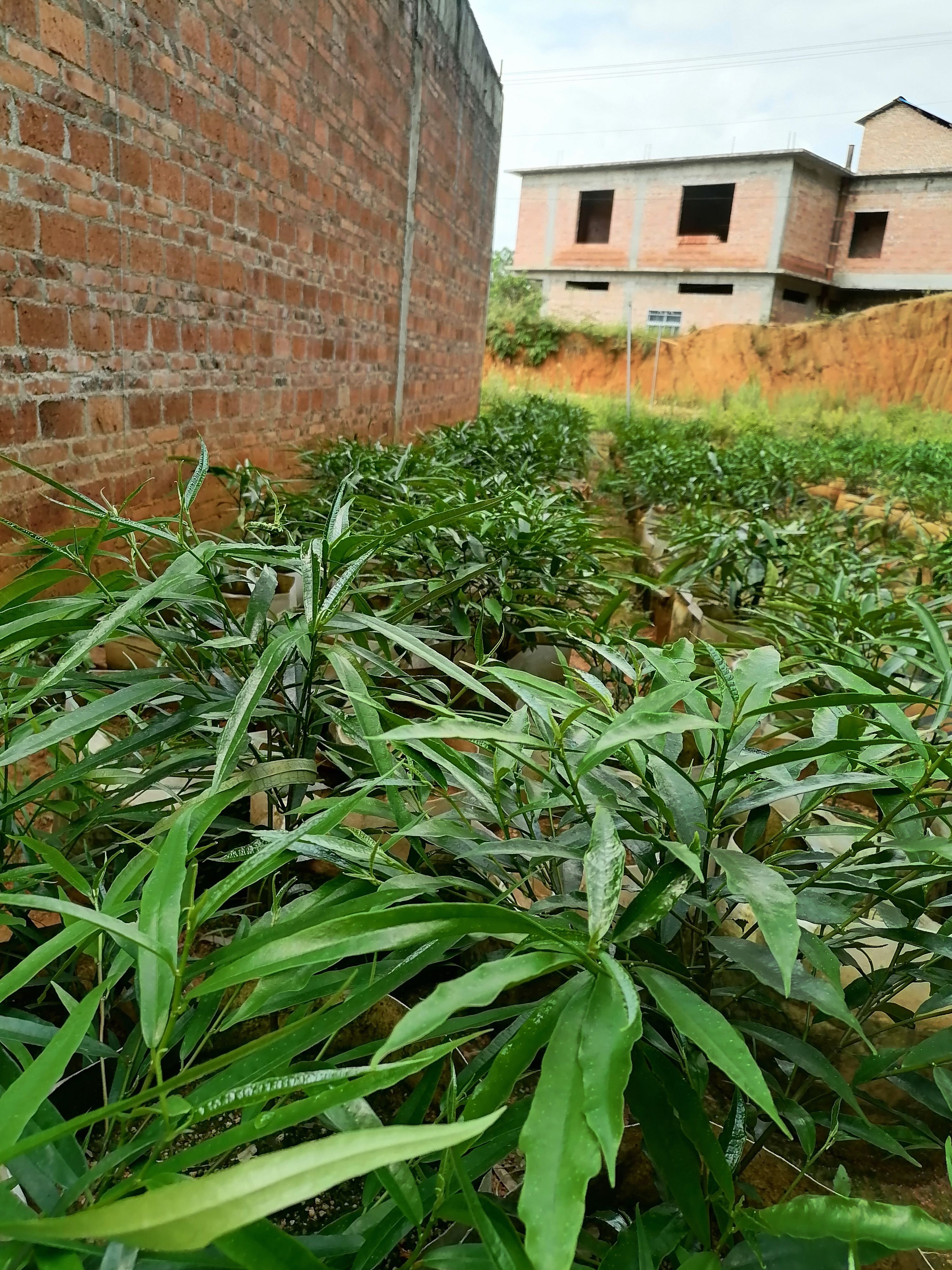 牛奶樹根  白花牛奶根苗白花牛奶根杯苗大量基地直供