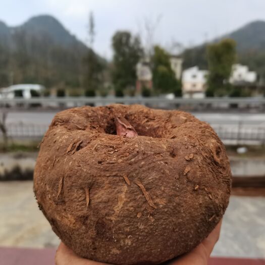 遵义贵州遵义花魔芋，可挑选，精品货，基地直供！