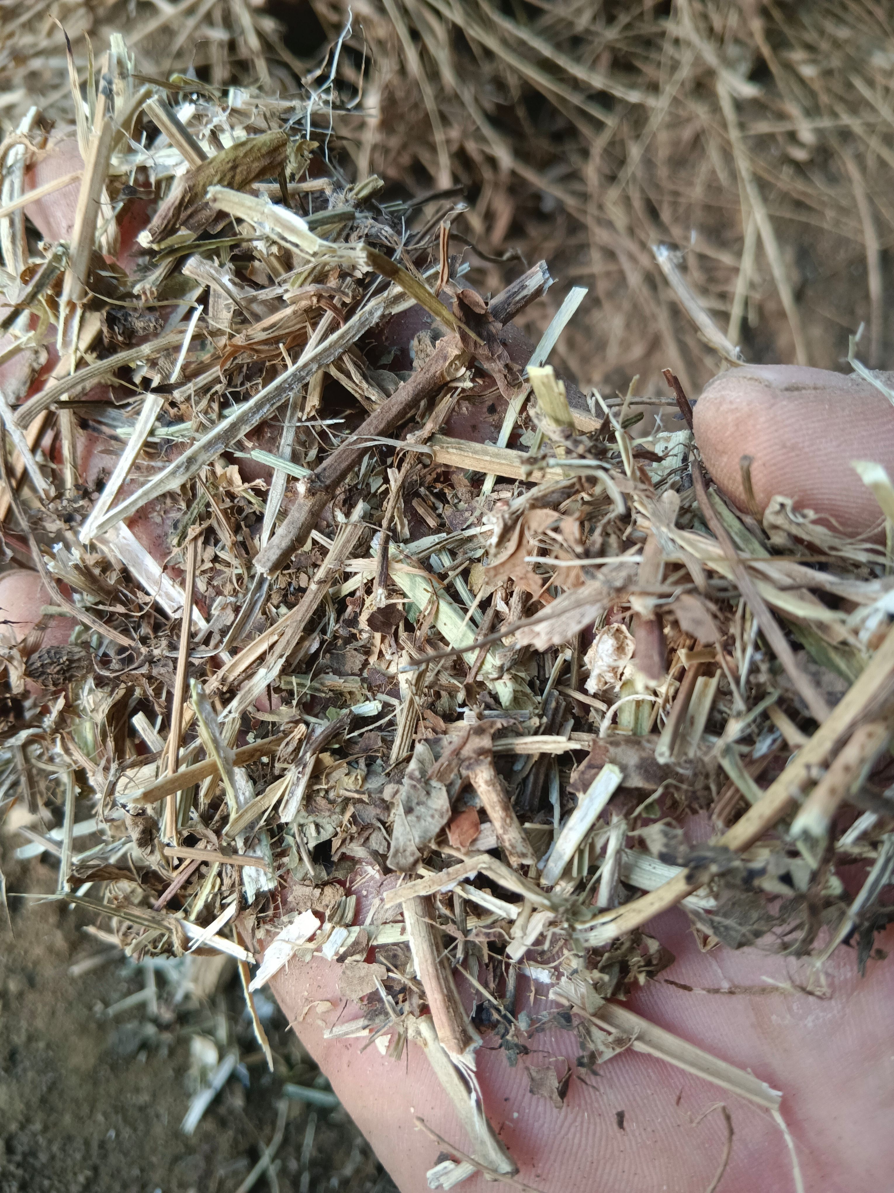  花生秧 三无产品无图么无霉变 黄绿草 黄白草带绿 黄白草