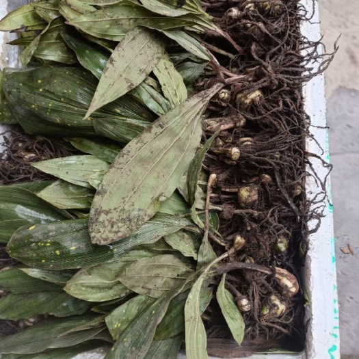 商洛山慈菇  基地一手货源，提供种植技术指导，可以来基地实地考察