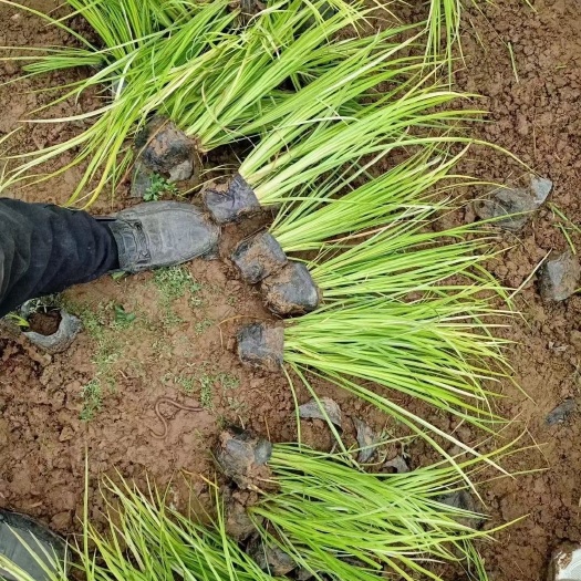 青州市金叶石菖蒲  金叶菖蒲  基地直供  欢迎选购
