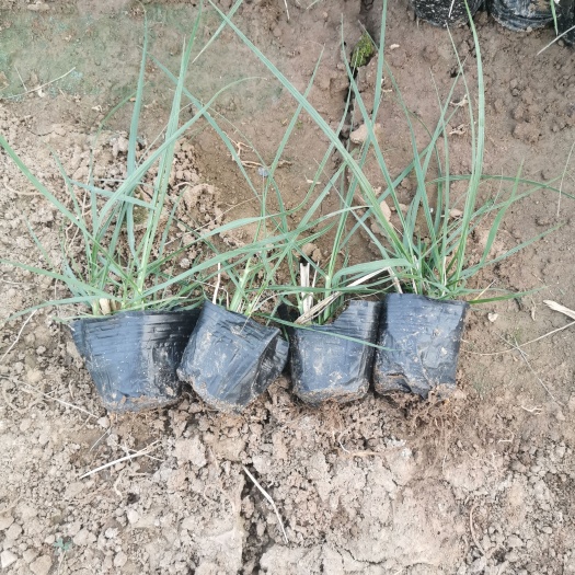 青州市狼尾草 小兔子浪尾草    观赏草系列  基地直供  欢迎选