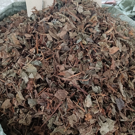 玉林优质也生鱼腥草量大从优另有扎把鱼腥草