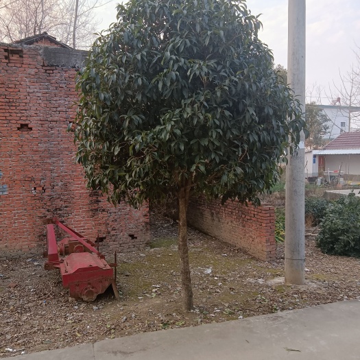无为市金桂 一棵桂花树砍了可惜了价格可以商议，自提