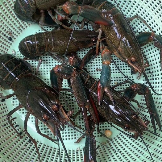 南宁淡水龙虾苗，各种虾苗