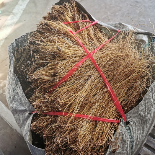 云县坚龙胆   滇龙胆草 直条货 精选直条货 选货 高山龙胆 滇
