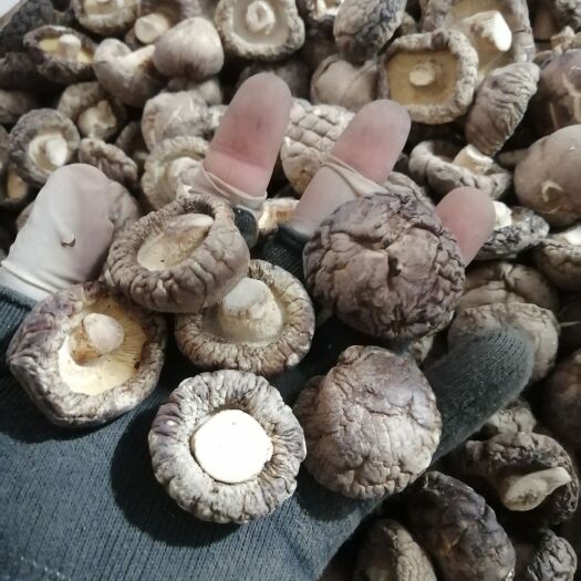 西峡县西峡香菇  香菇香菇干货产地直供，大规模种植，无中间商！