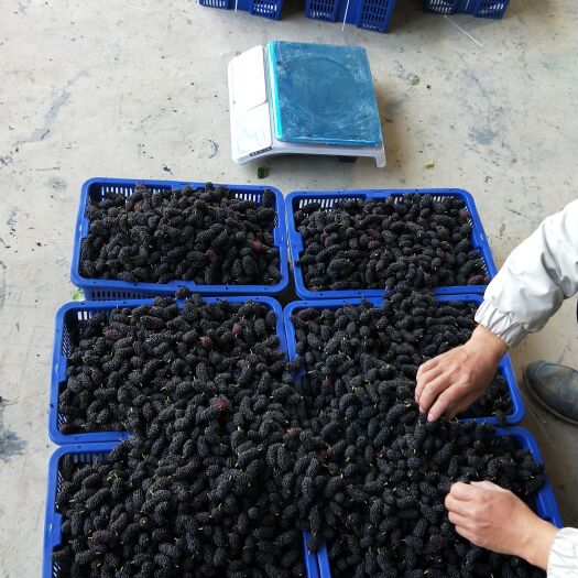 汕头黑桑葚  桑葚 散装 发汕头、广州、泉州、福州、厦门