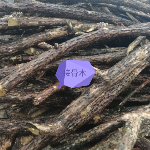 溆浦县接骨草 接骨木，鲜货