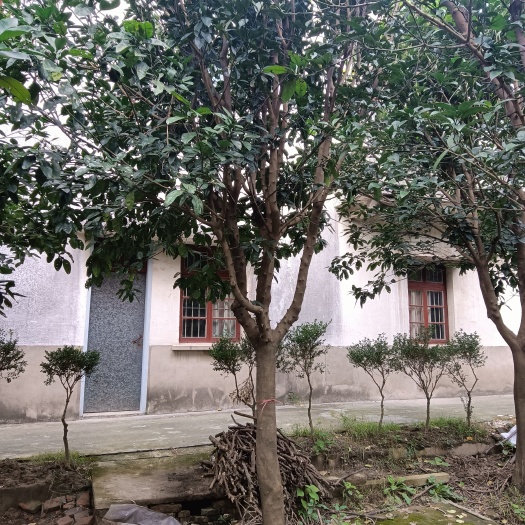 海宁市香泡苗 香泡