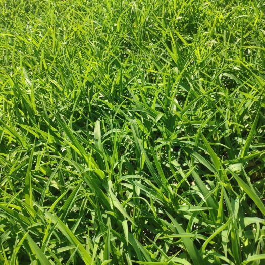 青州市大花萱草  金娃娃萱草  基地直供  欢迎选购