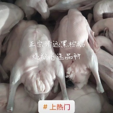 佛山鹅 8-10斤 青年鹅 公母混合 全圈养