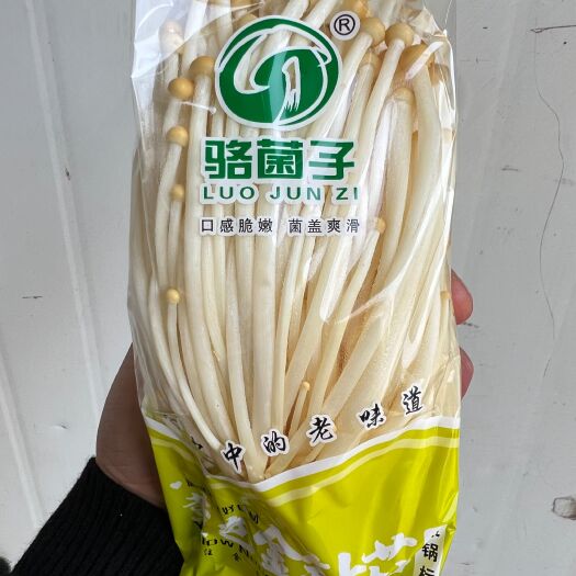 成都骆菌子（成都）黄色金针菇