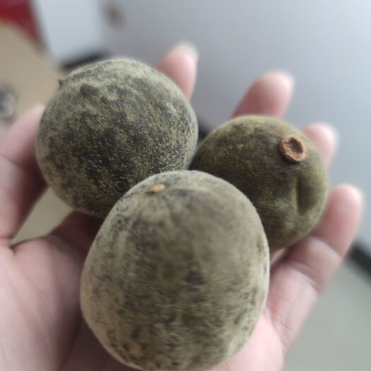 化州市正宗正毛化州化橘红胎果