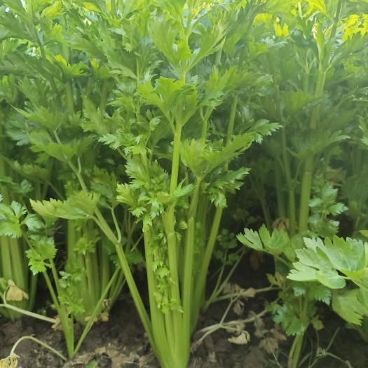 忻州西芹，文图拉，高度在7...8十公分，一等货。