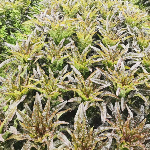 桂林桂林红叶莴笋种植基地，产地直销，货源充足