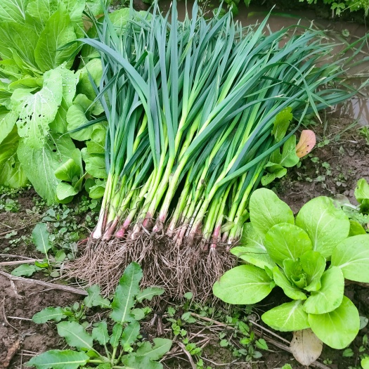 纳雍县红根蒜苗