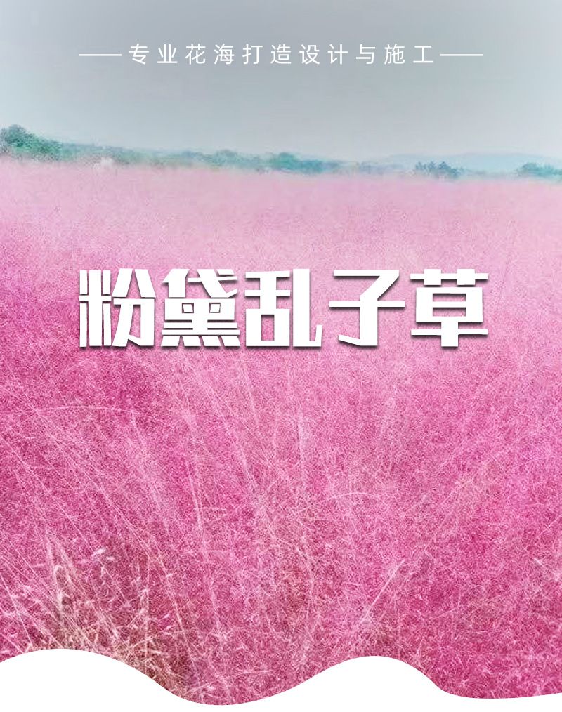 沭阳县粉黛乱子草种子粉黛乱子草种 毛芒乱子草耐寒宿根花卉景观花海