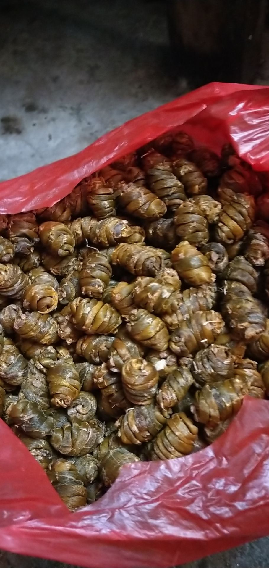 珍虫石斛 紫皮石斛