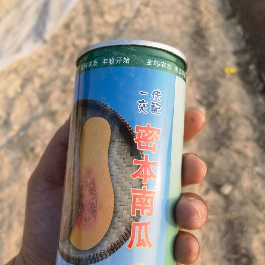 台山市 500亩蜜本南瓜，3月份开始上市，香糯甘甜～